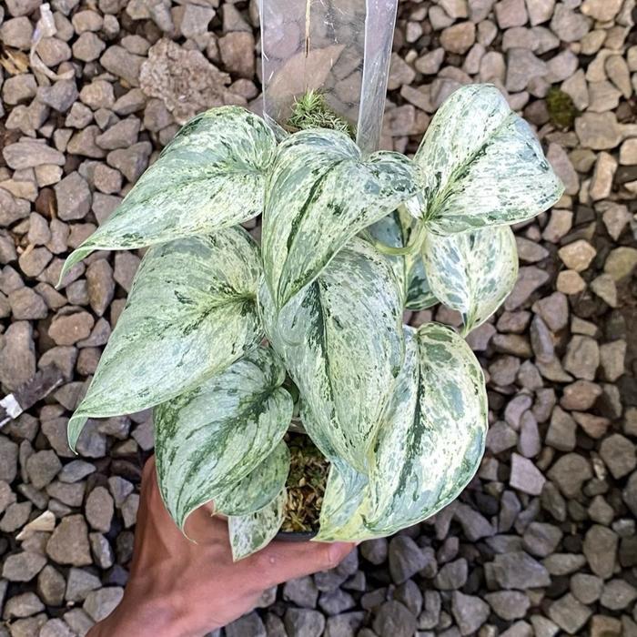 Tanaman hias scindapsus peasun varigata - Scindapsus peasun varigata