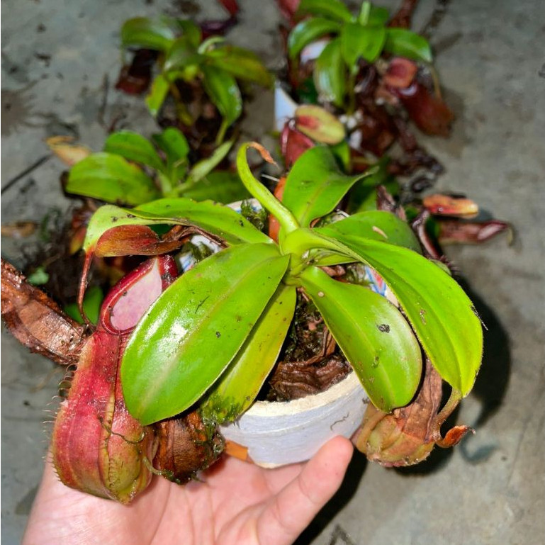 Tanaman hias kantong semar sudah berkantong