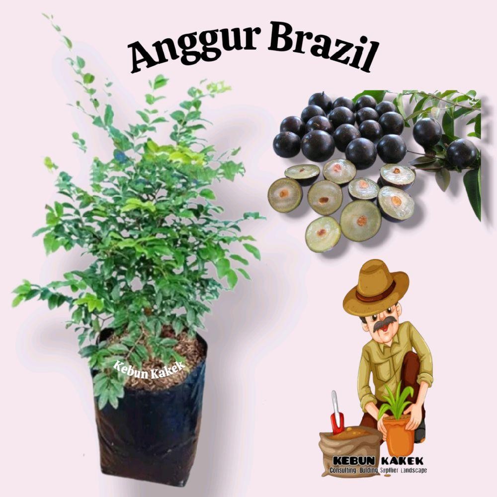 Tanaman Anggur Berazil / Tanaman Buah Anggur Brazil / Pohon Buah Anggur Brazil