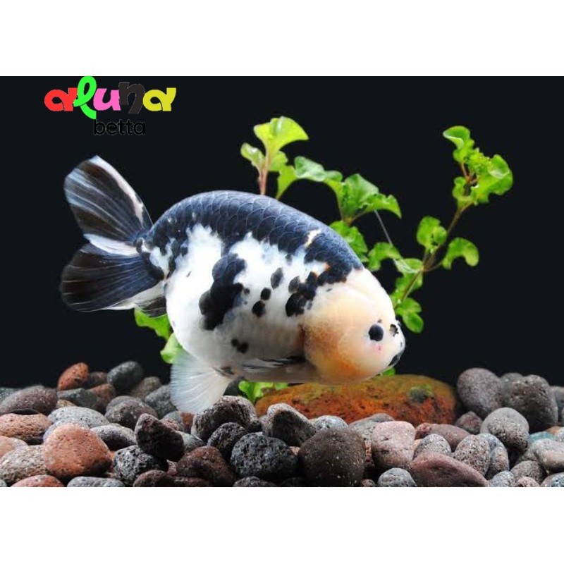 Hiasan aquarium cow ranchu 6-8 cm gen import dekorasi kolam terbaik