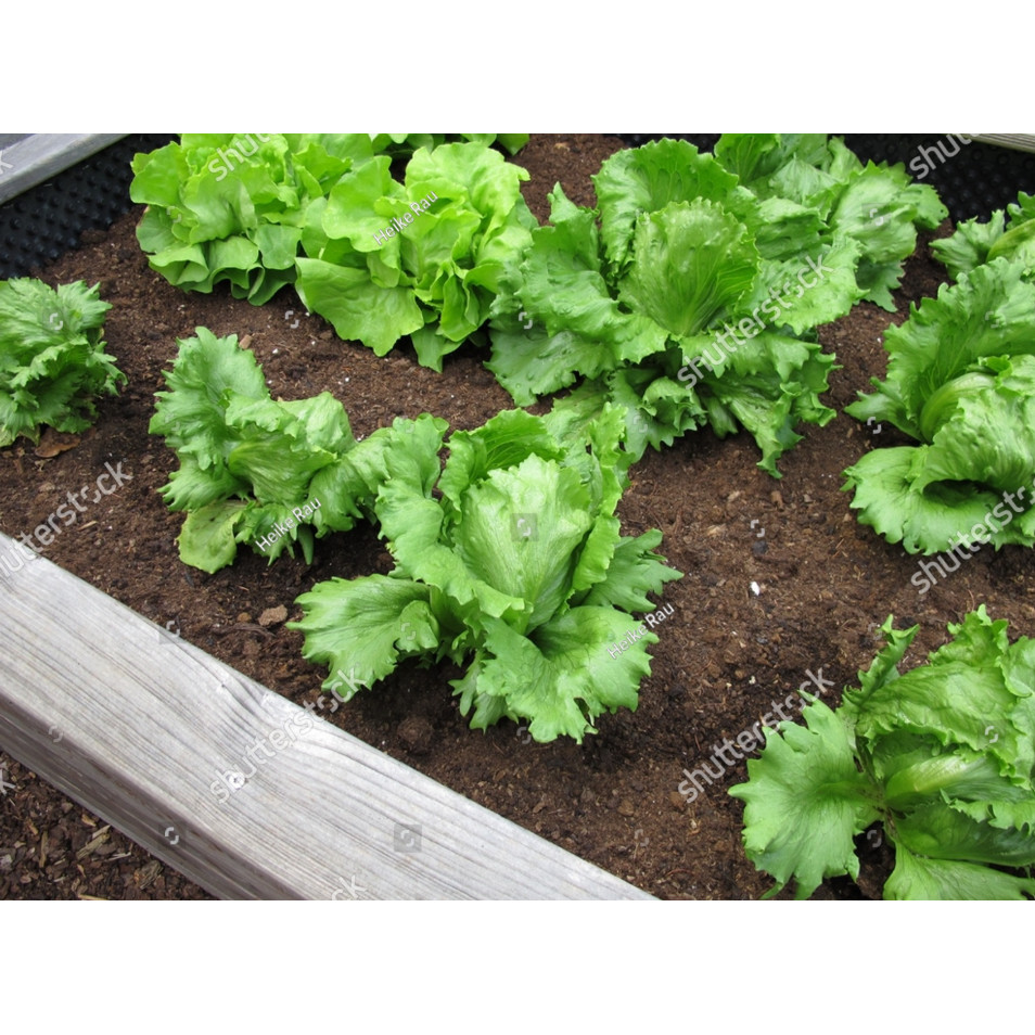 LPG Benih Selada Iceberg Head Lettuce