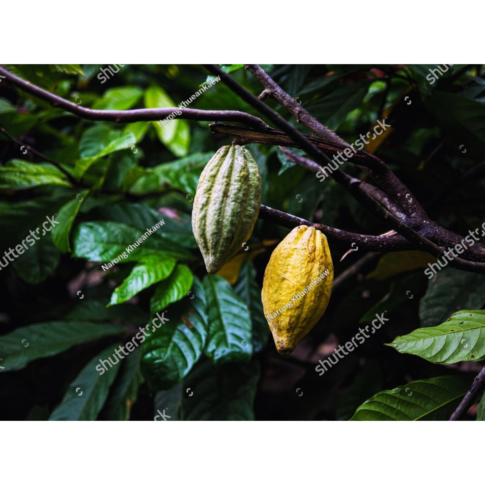 Biji Benih Bibit BIBIT benih biji coklat kakao unggul