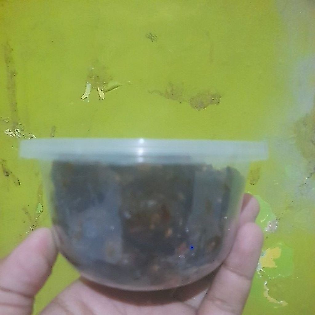 Rica bekicot 02 cup sedang