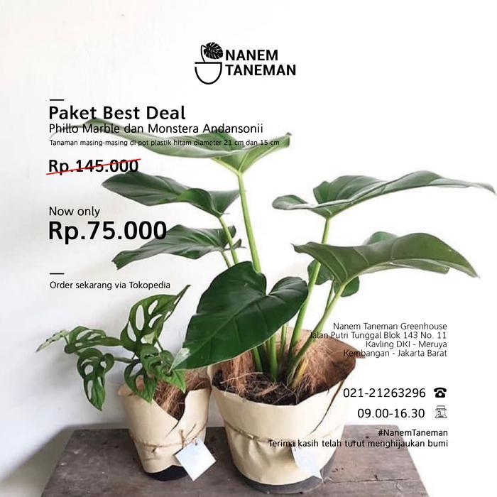 Nanem Taneman - Phillo Marble & Monstera Obliqua - Paket Best Deal