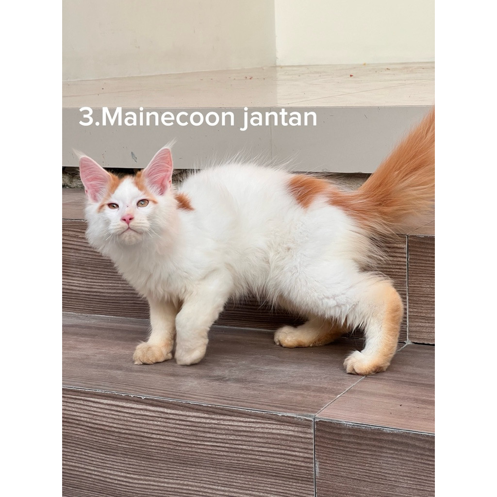 Kucing British Shorthair Scottish Fold Munchkin Mainecoon Peaknose Persia Himalaya Ragdoll