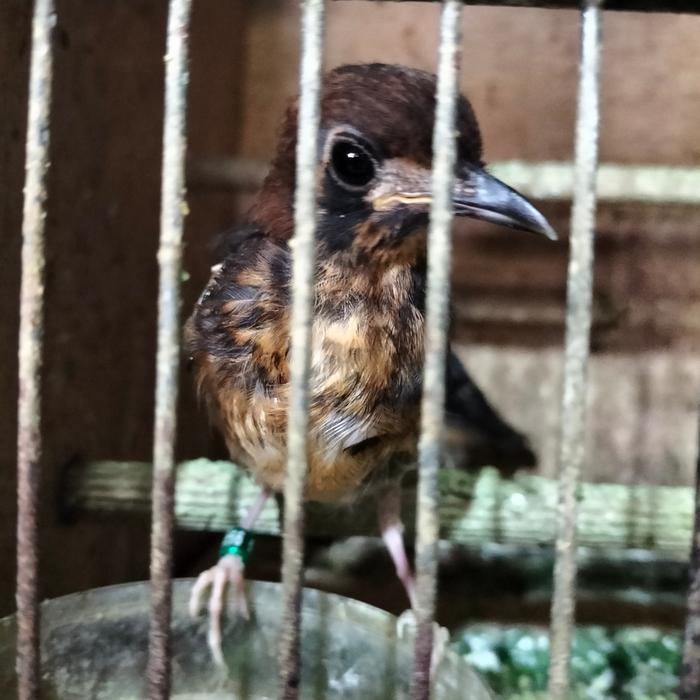 CS burung anis kembang trotolan