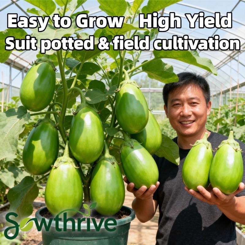 Biji Benih Terong Pondoh Hijau Jumbo Lonjong Isi 50 Biji Green Eggplant Seeds Bibit Sayuran Tanaman 