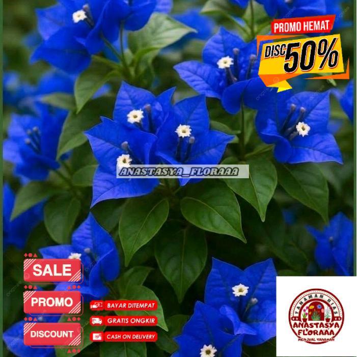tanaman hias bougenville bunga biru / bibit tanaman hias bunga bougenville Bibit Bougenville