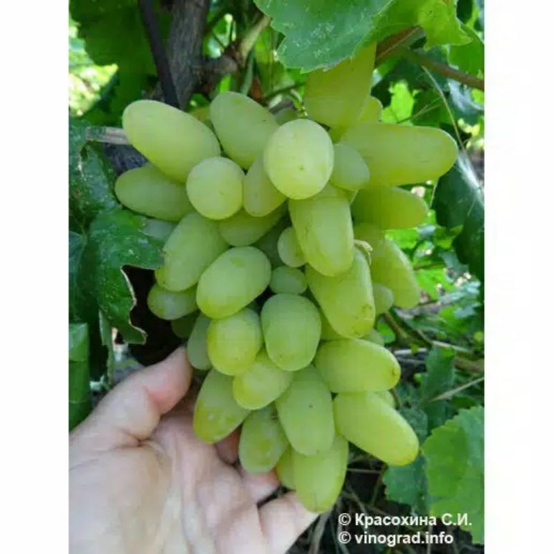 BIBIT ANGGUR IMPORT HAROLD (asli grafting) (bibit anggur stek/grafting) bibit anggur murah