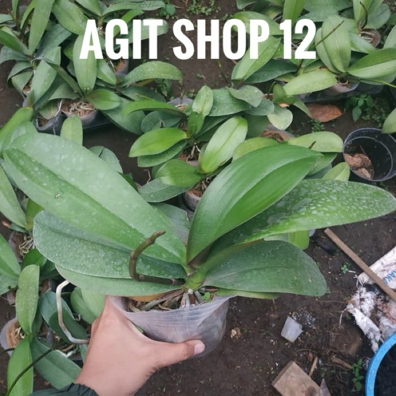 Jual anggrek bulan pasca dewasa siap berbunga