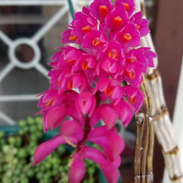 dendrobium secundum anggrek sikat gigi homesweet colection