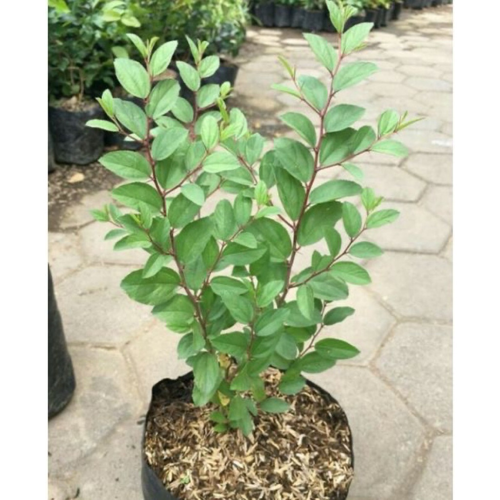 tanaman bidara arab - pohon bidara - bidara arab