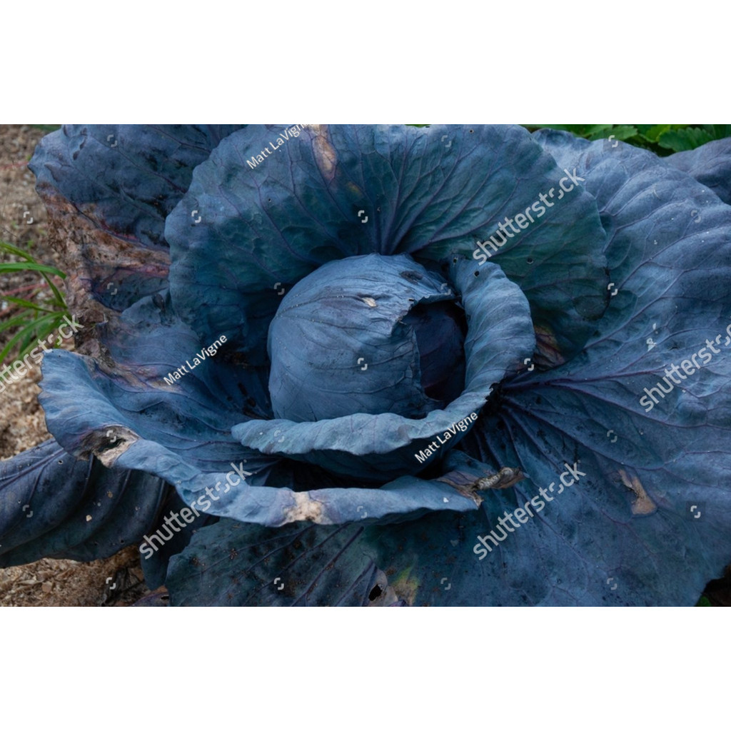 BDG Benih KUBIS UNGU