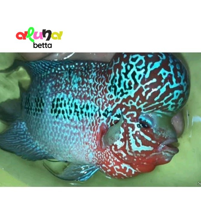 Burayak Louhan Srd Cilnong Super Red Dragon Ikan Hiasan Aquarium