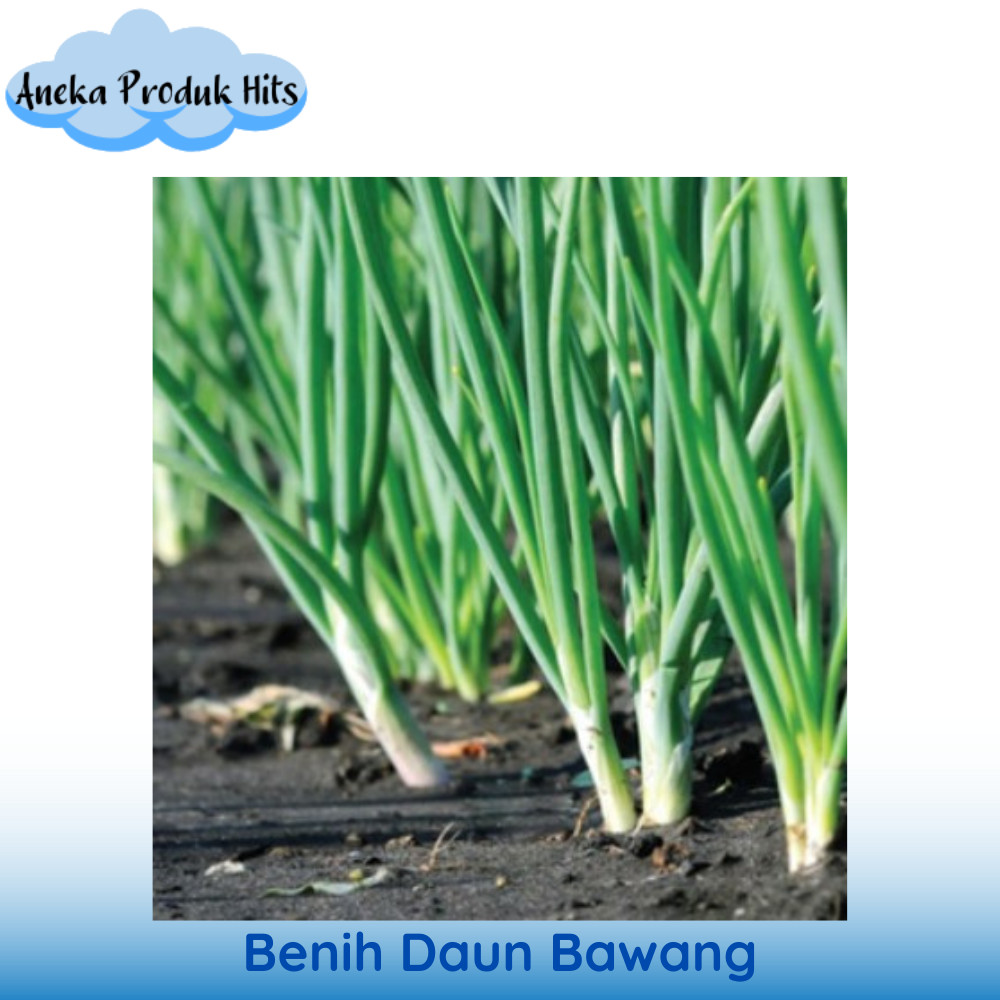 Benih Daun Bawang (Daun Prei) isi 100 biji