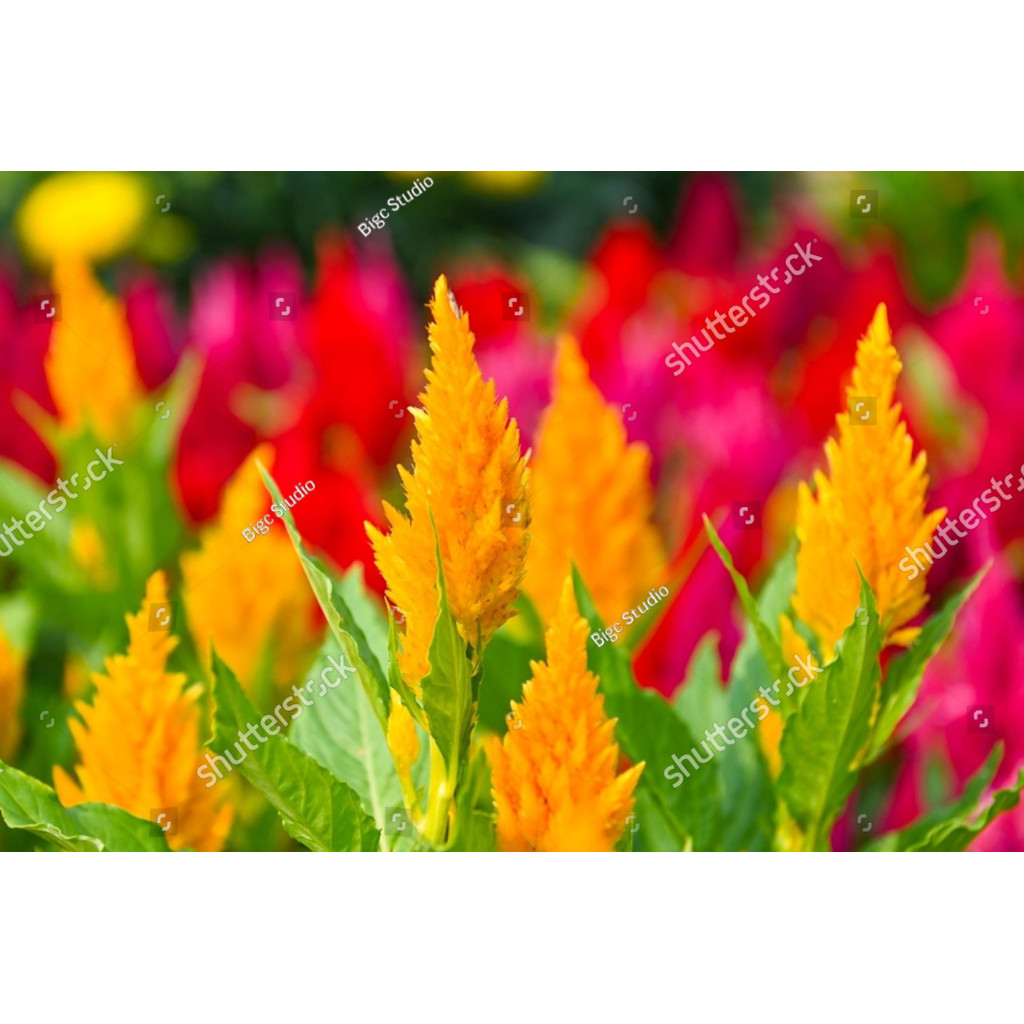 BDG bibit Biji Benih Bunga Celosia