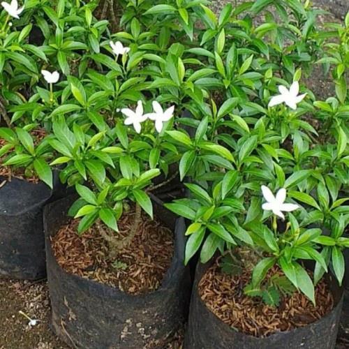 Tanaman Hias Rombusa Mini Hjau | Rombusa mini Silver | Rombusa mini Kuning - Hijau