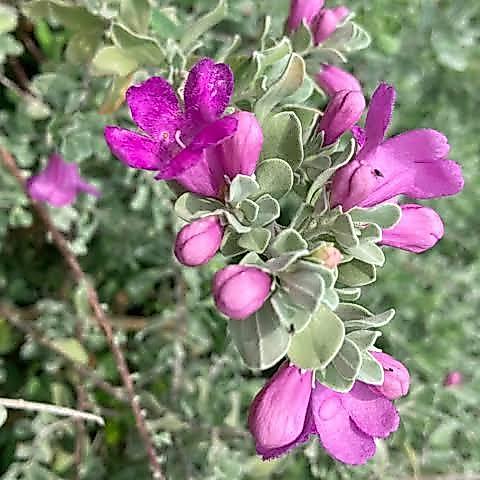 Tanaman Leucophyllum frutescens Texas Ranger - Medium Size