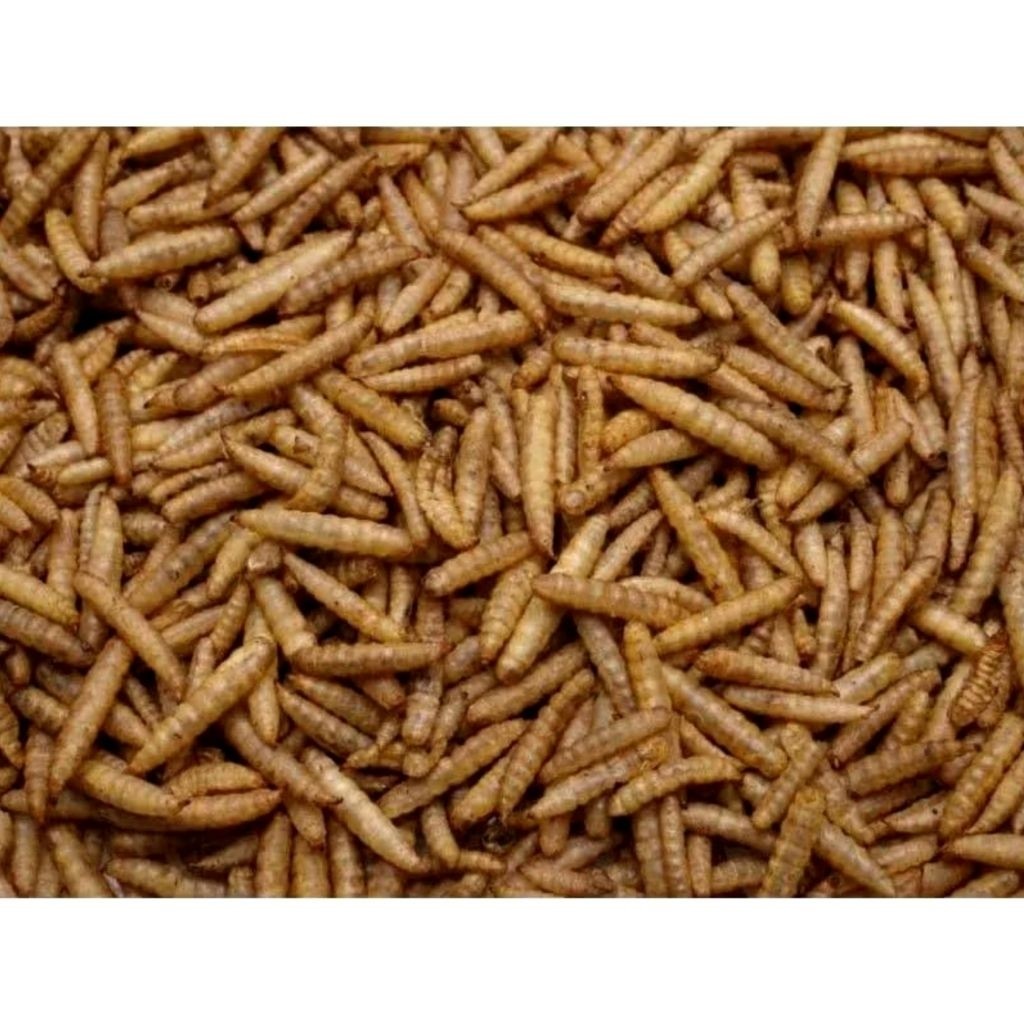 Maggot kering 1 kg / maggot 1 kg / maggot kering / maggot / pakan koi / pakan ikan predator / pakan 