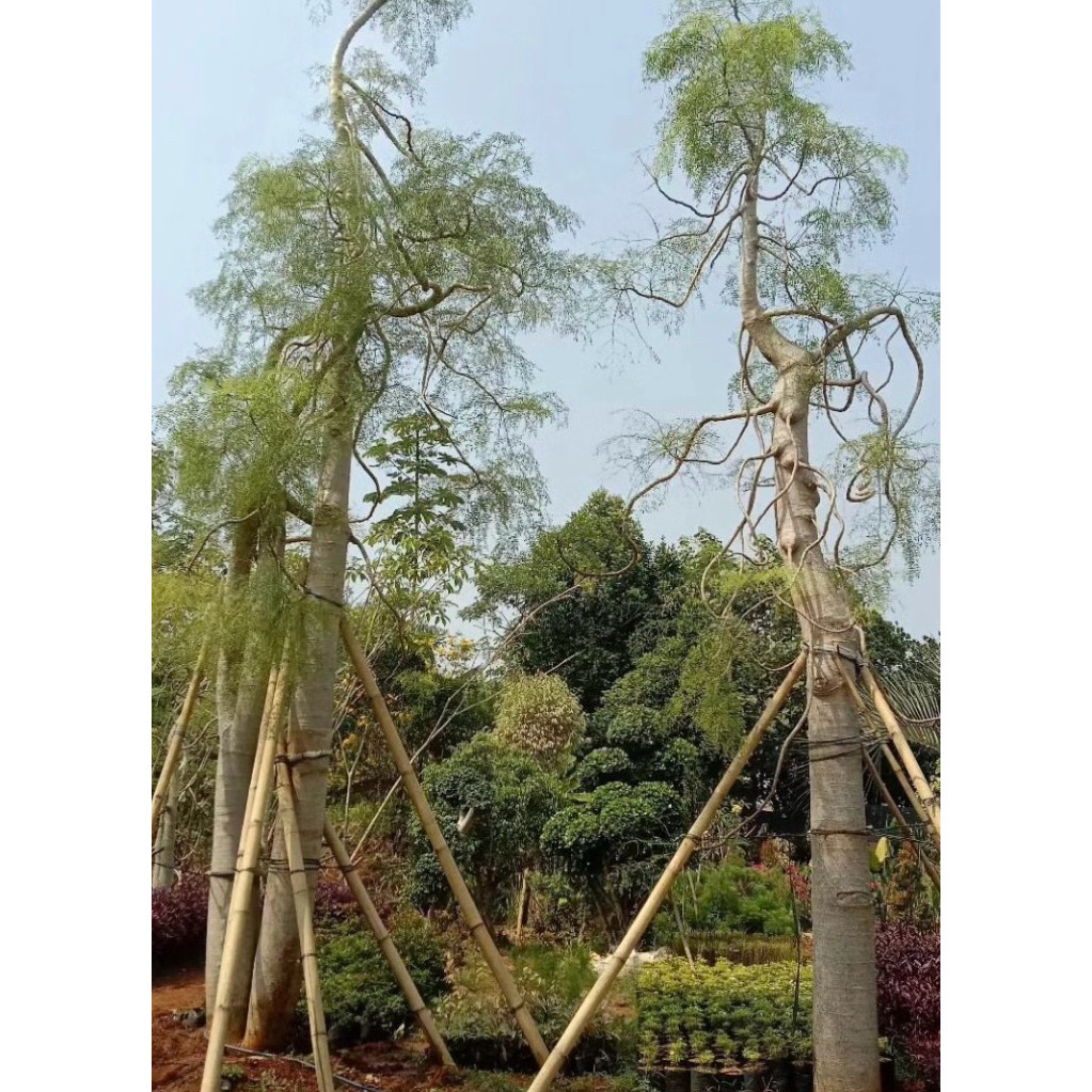 pohon kelor moringa afrika