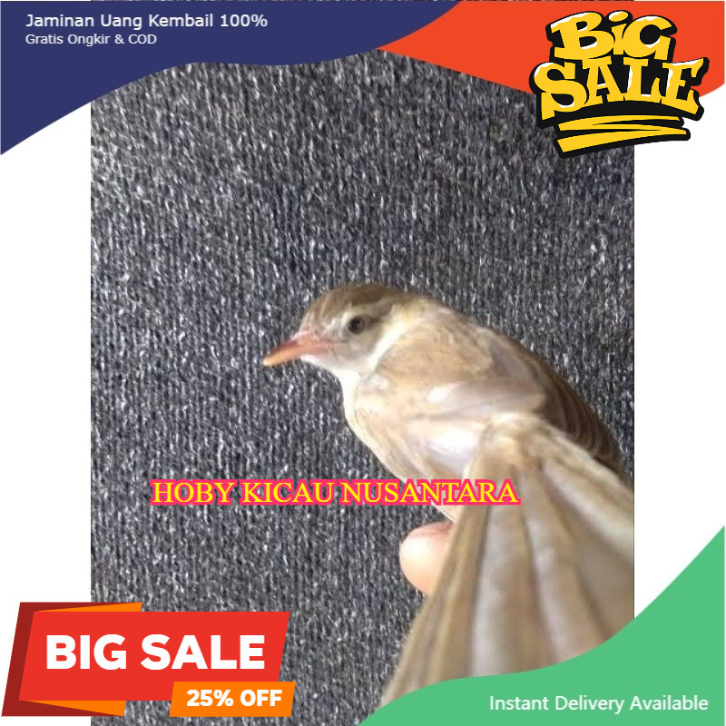 BURUNG CIBLEK SAWAH BETINA CIWAH