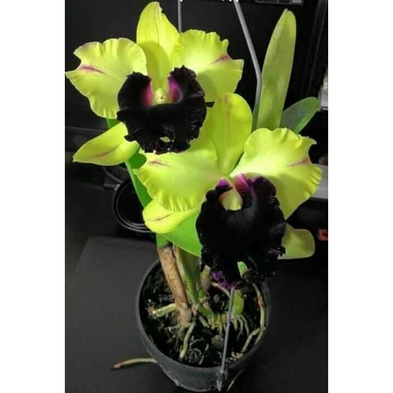 tanaman hias anggrek dendrobium // Orchid anggrek hijau // anggrek dendrobium