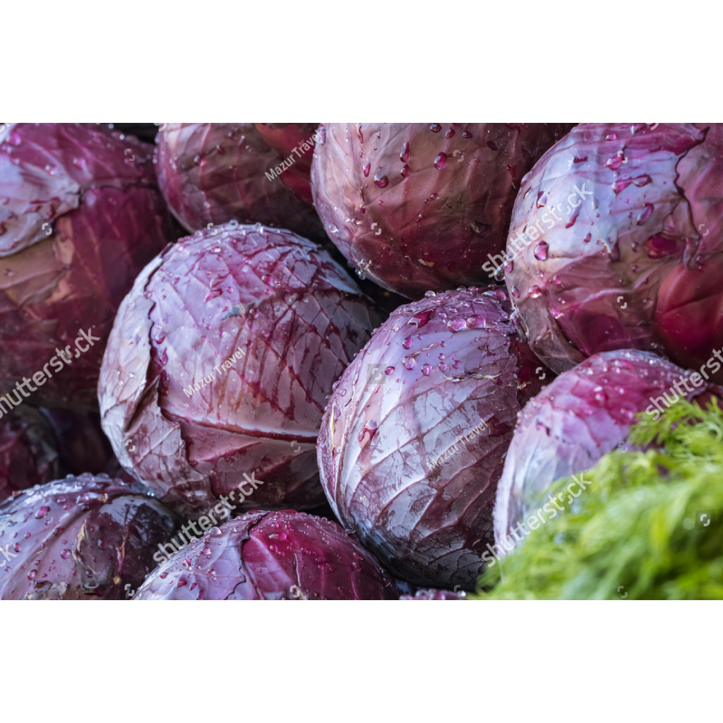 NEW Benih KUBIS UNGU