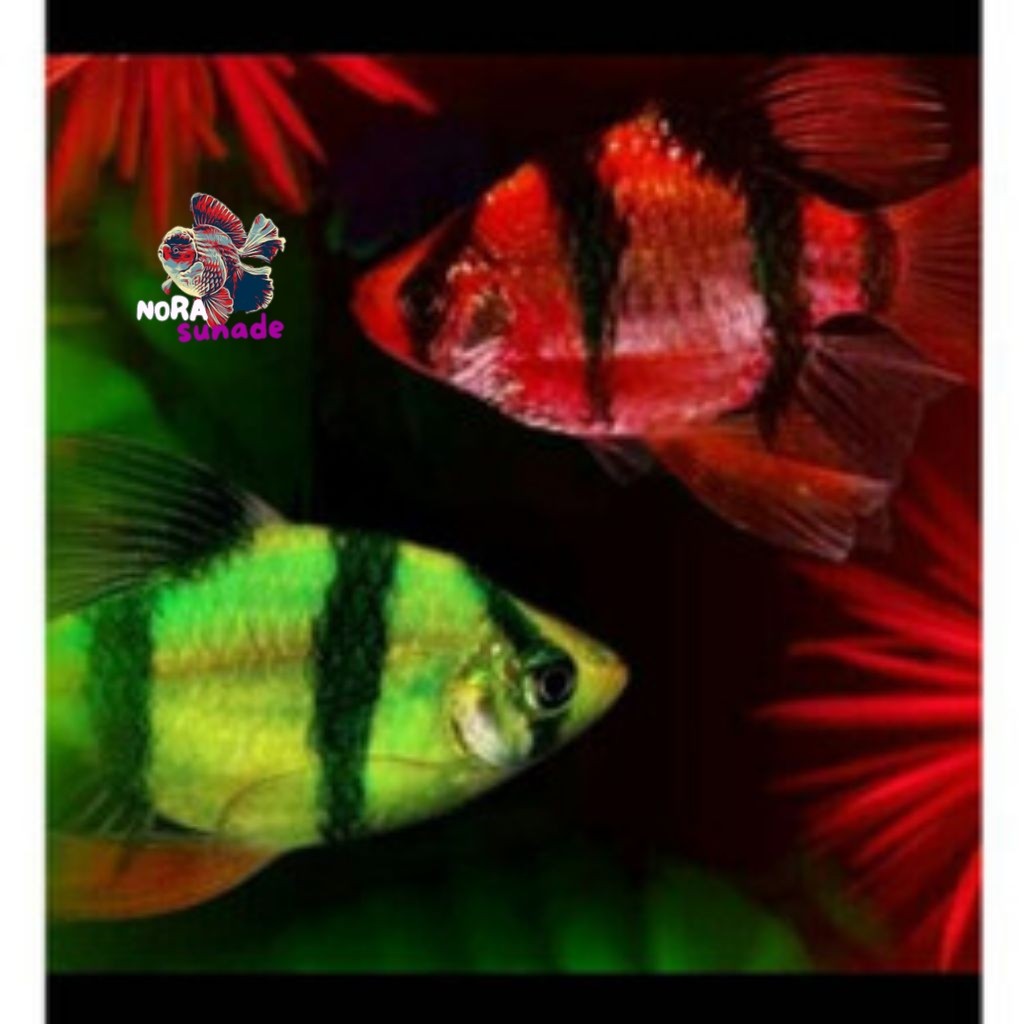 Dekorasi akuarium Sumatra Glowfish ISI 10 Red/Green