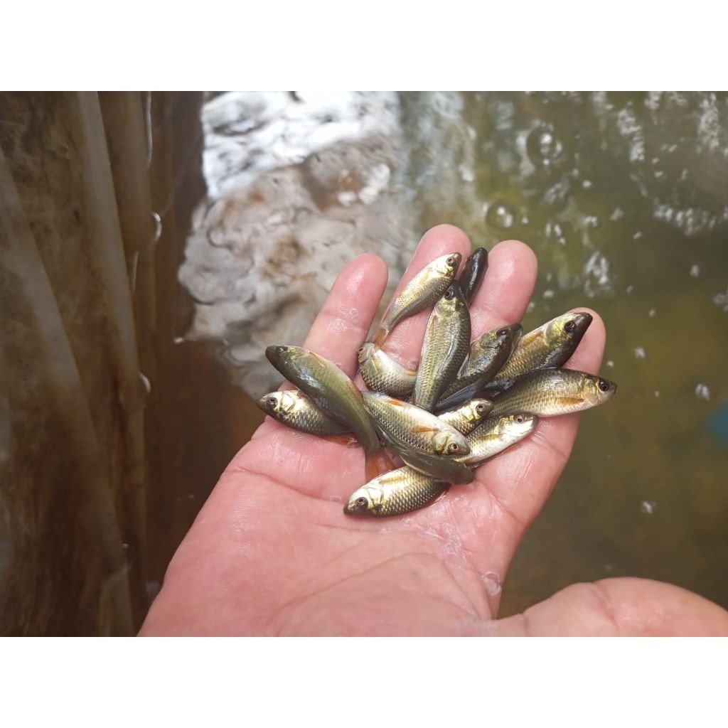 50 ekor/ Ikan Nilem terapi / trapi / per 50 ekor / ikan terapi