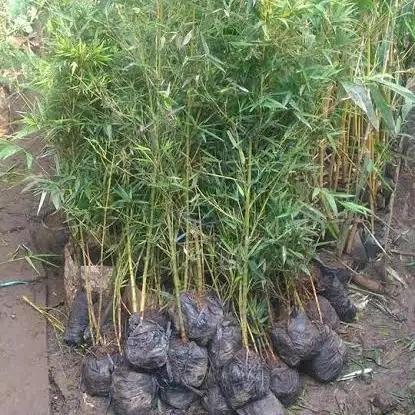 bibit tanaman bambu cendani/Pohon bambu cendani/bambu kirisik pagar