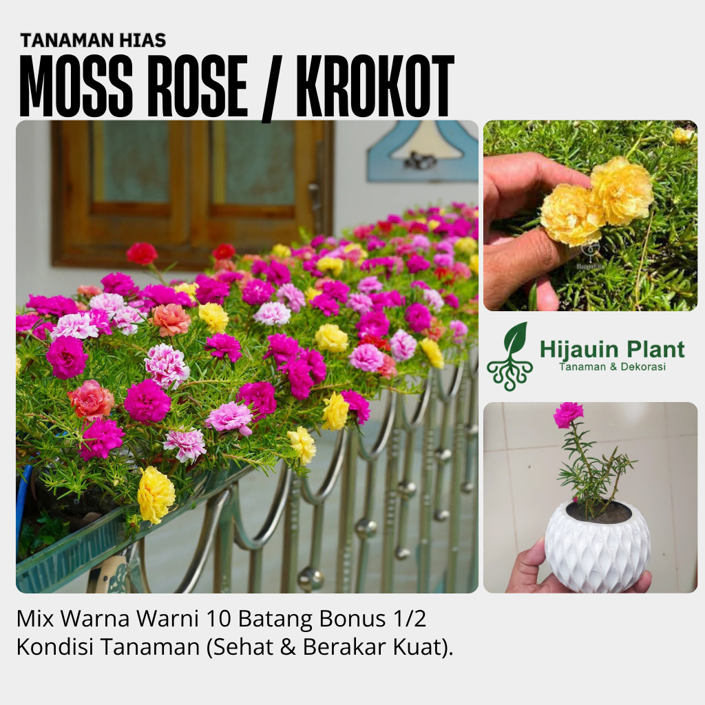 10 Batang Krokot Tumpuk Import Mix Warna BONUS 2 Batang Bunga Krokot Portulaca sutra Bombay Sudah Be