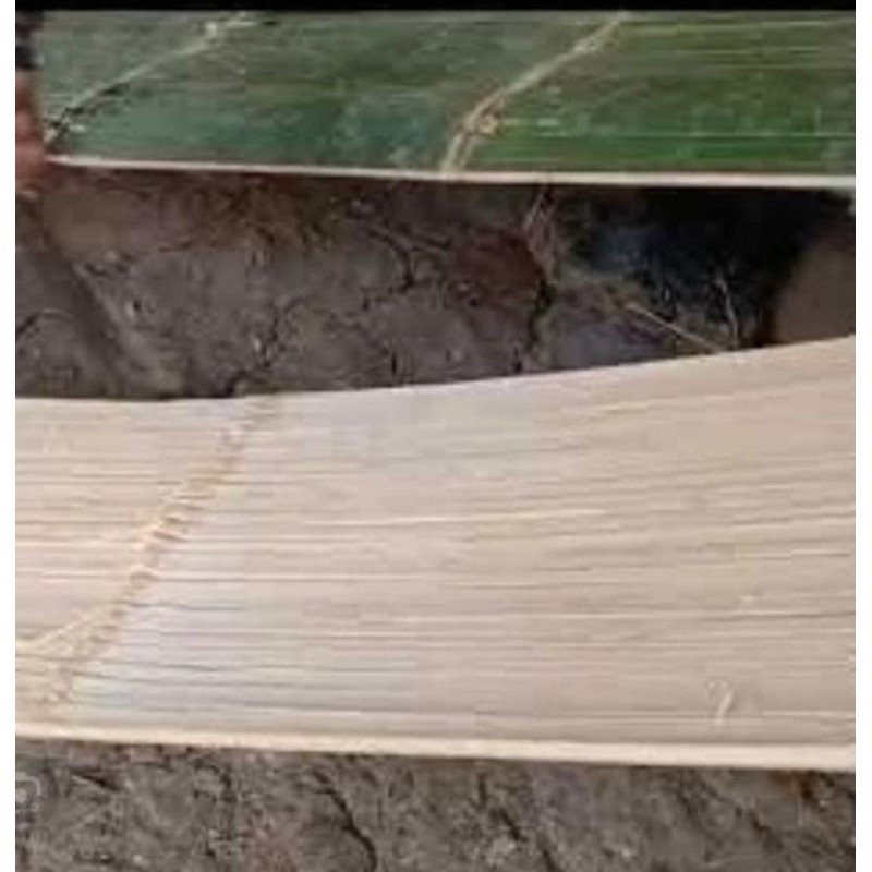 Talupuh/Palupuh bambu Gombong hijau