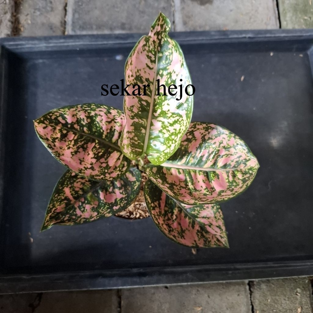 aglonema ruby kompakta dewasa lokal