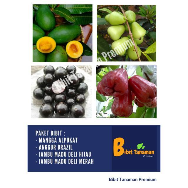 PAKET 4 BIBIT MANGGA ALPUKAT, ANGGUR BRAZIL, JAMBU MADU DELI HIJAU DAN MERAH (BIBIT TANAMAN PREMIUM)
