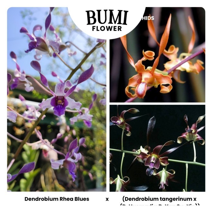 Anggrek Dendrobium Rhea Blues x ( D. tangerinum x (D. Husmadi x D. Yap Su-Yin)) - Seedling Foresta O