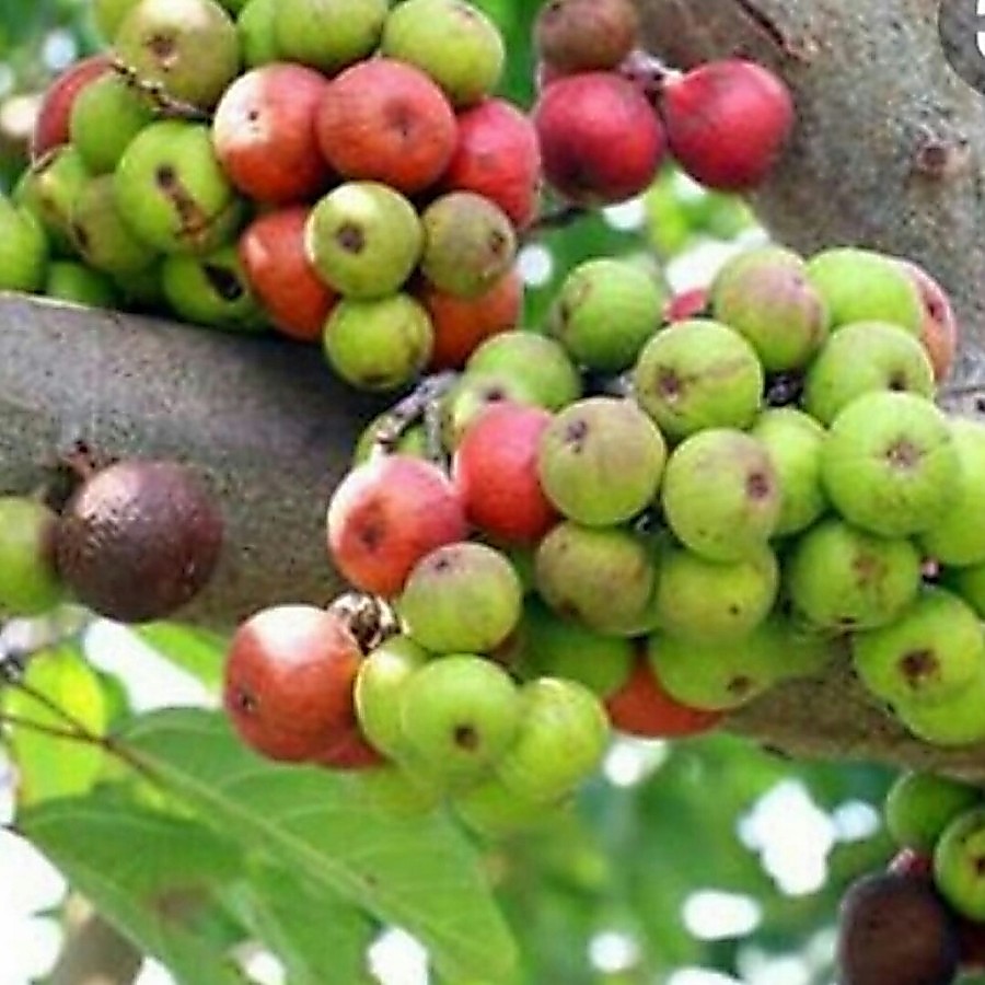 Buah Loa / lo= ficus racemosa Buah Ara Segar 1 Kg