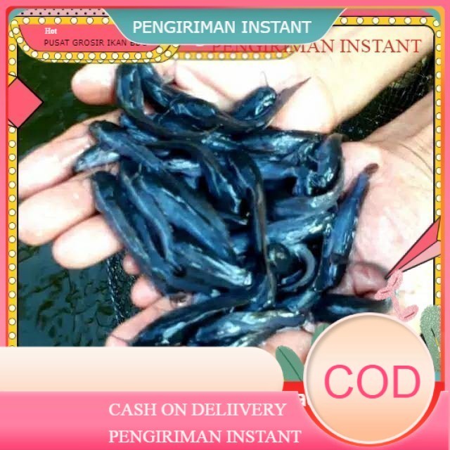 bibit / benih ikan lele ukuran 7-8 cm per ekor  GROSIR BANDUNG PER EKOR INSTANT  BDG MURAH terdekat 