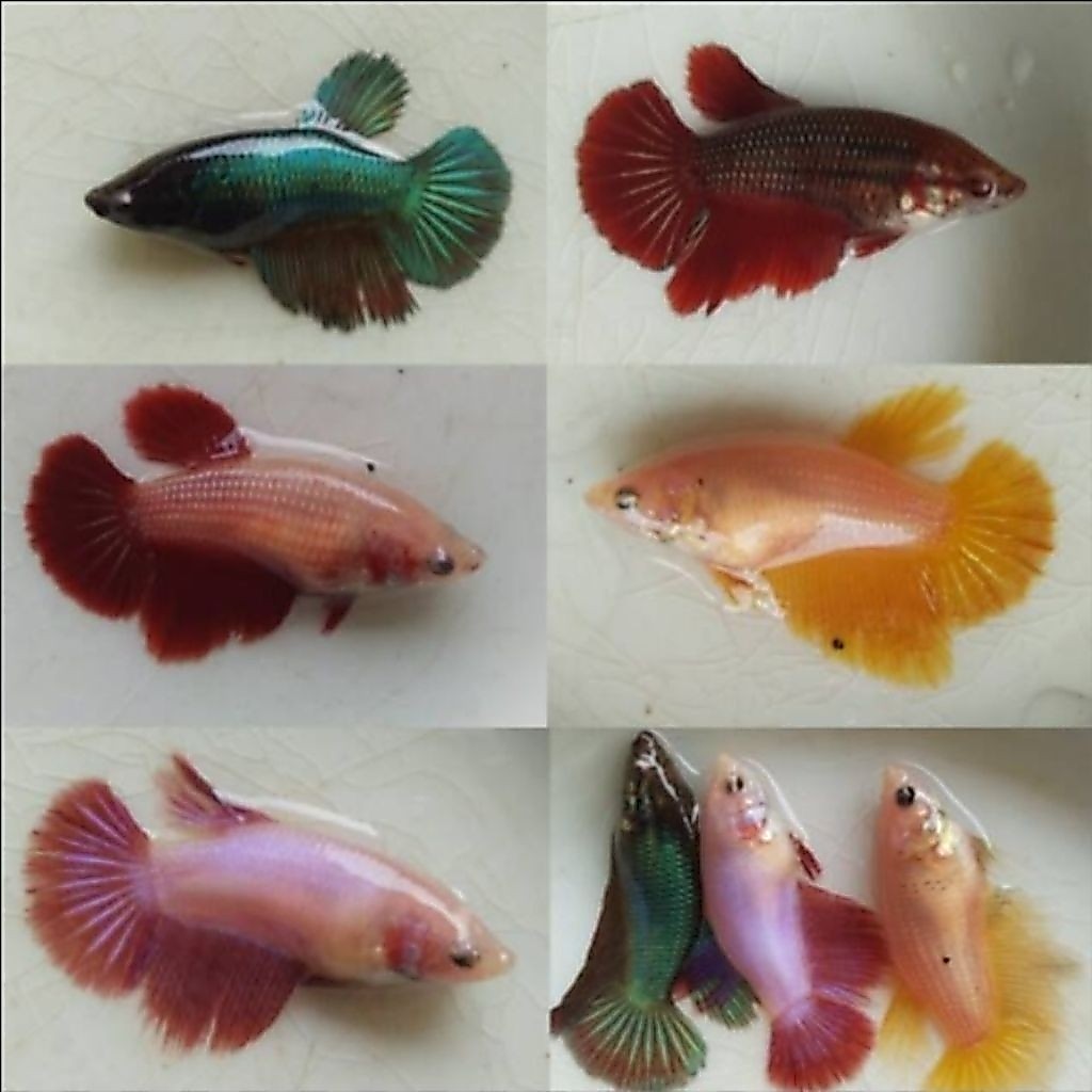 Cupang Halfmoon betina - Dekorasi akuarium