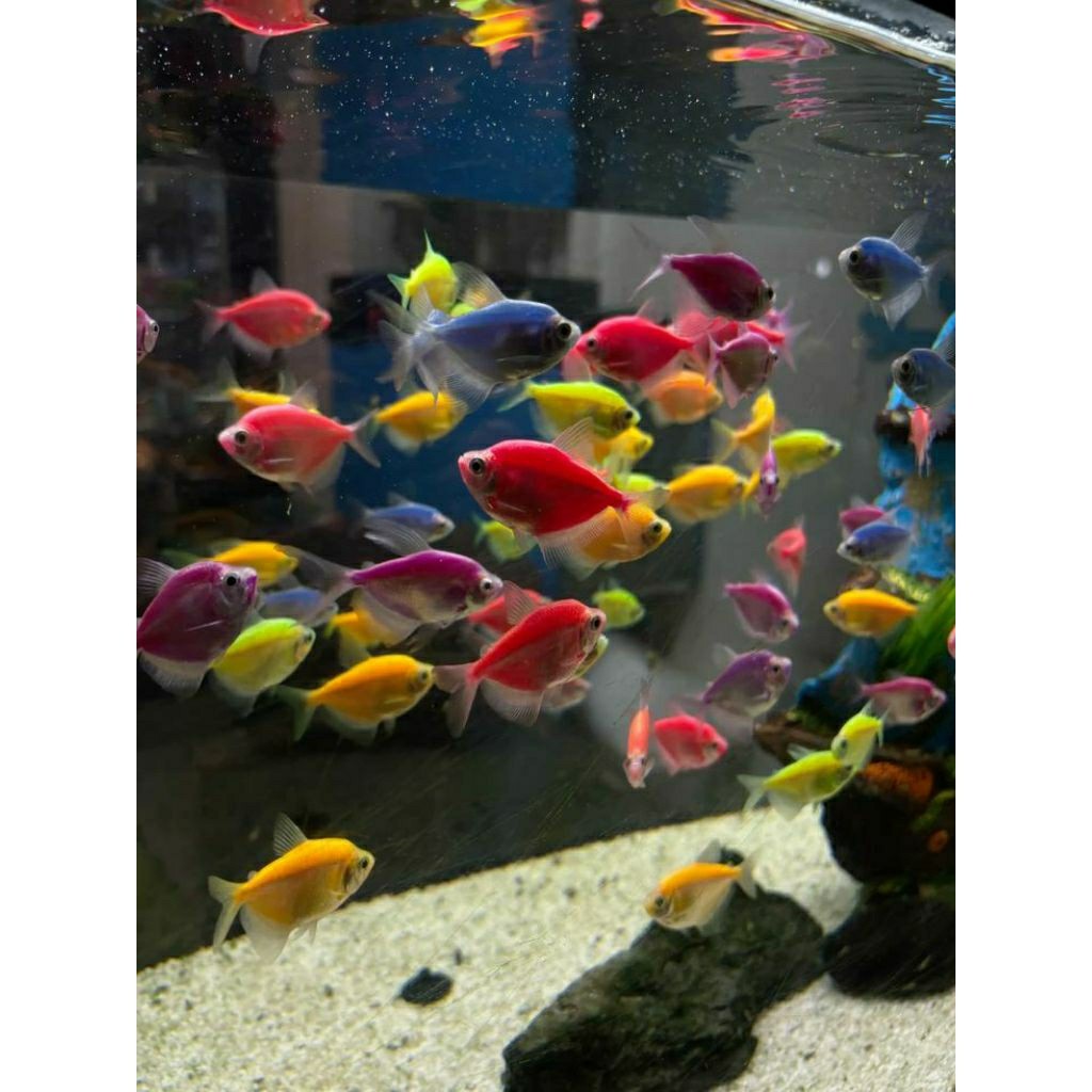 PR glowfish warna warni Tetra hiasan aquarium