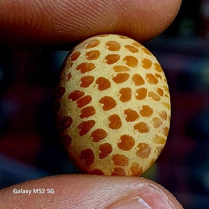 Lostune kayu liwung tutul macan tembus senter dim 18 mm asli natural - liwung kuning