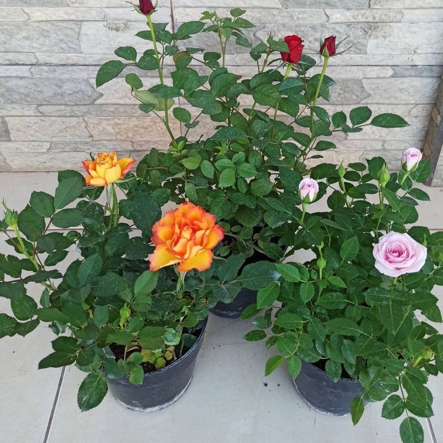 Top 1 Terlaris Bibit Tanaman Hias Bunga Mawar Rambat Climbing Rose Cantik Bisa Pilih warna berbunga 