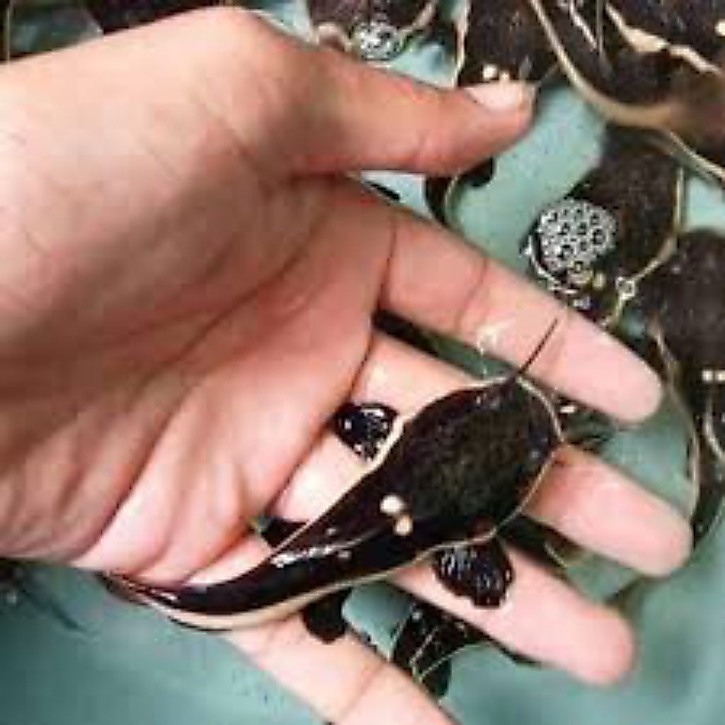 kebutuhan hiasan red tail catfish rtc