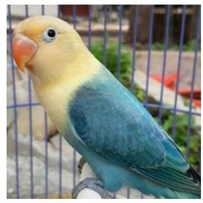 LOVEBIRD BIOLA PB