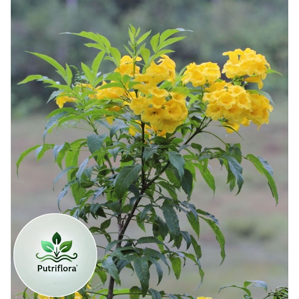 Promo COD tanaman hias tecoma stan bunga kuning - bibit tekomaria - bunga tecoma - tekomaria bunga k