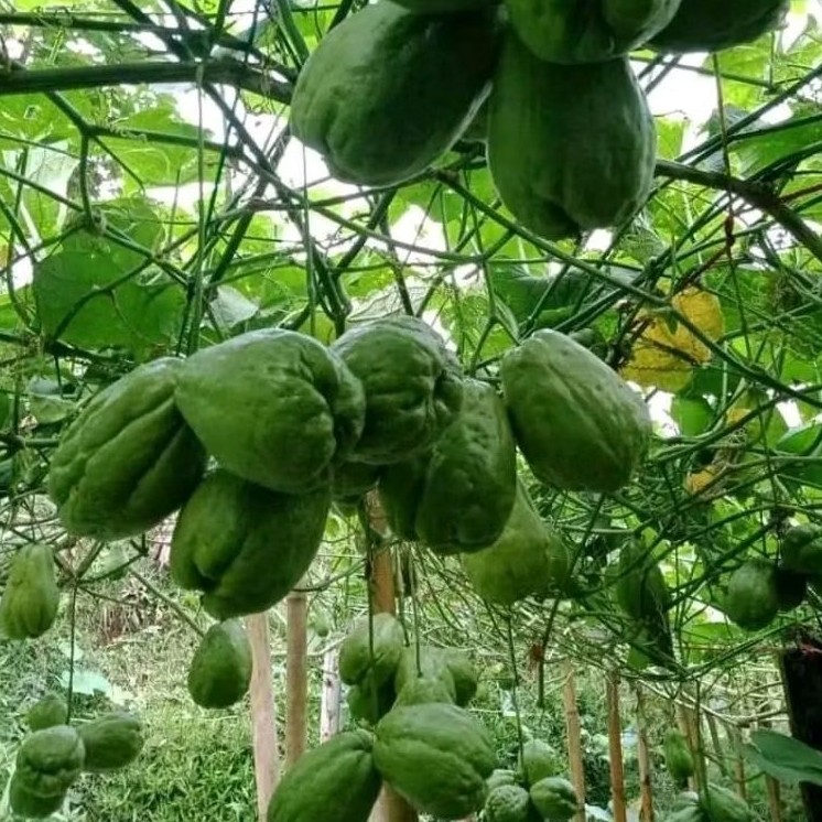 Bibit Labu Siam Anggur Buah Lebat Bergerombol
