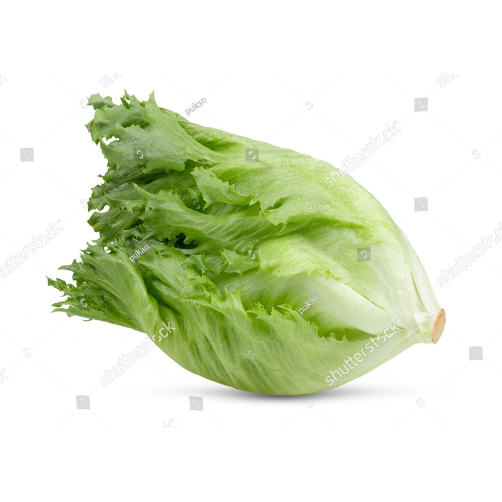 PLB Benih Selada Iceberg Head Lettuce