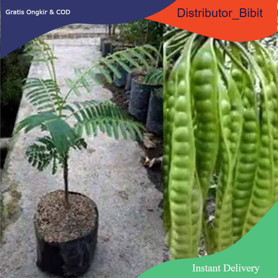 Petai okulasi | jaminan cepat berbuah | Bibit Okulasi / sambung pucuk