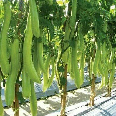 TERMURAH - Bibit Terong Panjang Hijau