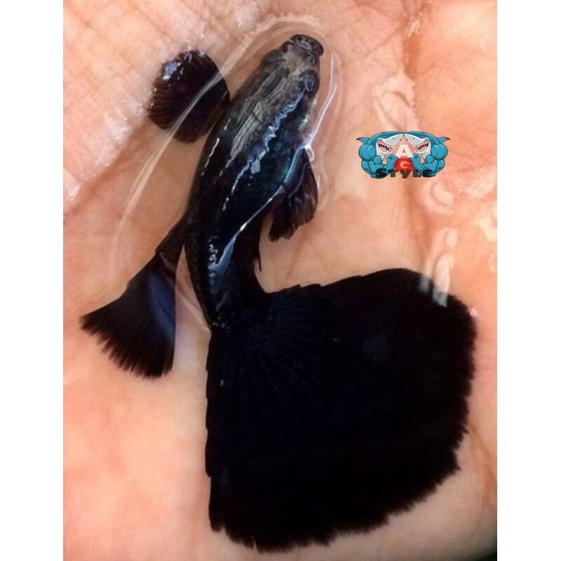 ikan hias guppy black moscow sepasang jantan betina ikan air tawar aquarium,kolam dan aquascape