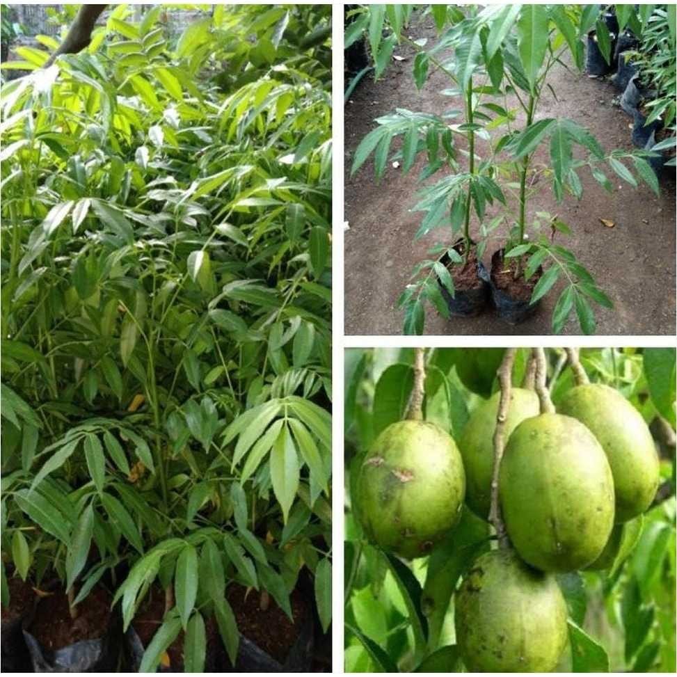 Bibit / Pohon Kedondong Bangkok Jumbo Super